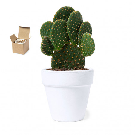 Maceta terracota con semillas de cactus en caja personalizada para detalles