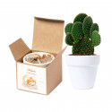 Maceta con semillas de cactus en caja personalizada para Bautizos