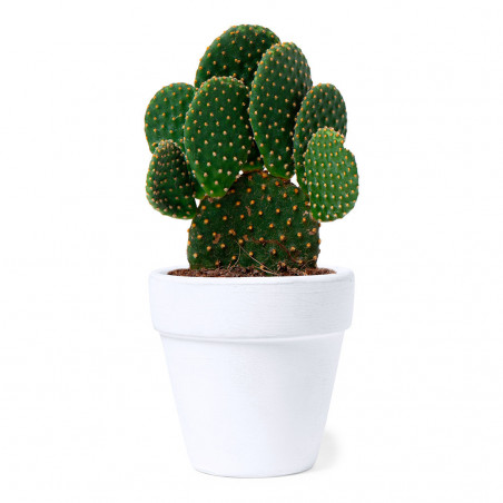 Maceta con semillas de cactus en caja personalizada para Bautizos